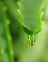 Aloe vera - una planta con muchas propiedades fantásticas
