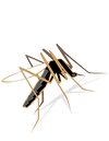 5 Consejos para las picaduras de mosquitos