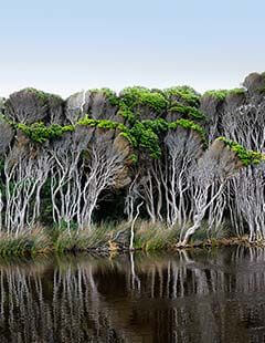 Australian Bodycare Aceite de Árbol de Té - Fragancias, alergias y efectos secundarios