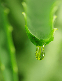 Aloe vera - una planta con muchas propiedades fantásticas