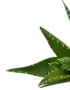 La planta de Aloe vera - la  planta con muchas propiedades fantásticas