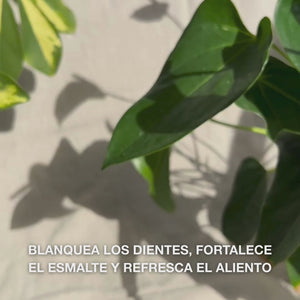 Primer plano de una mano que aprieta una cantidad del tamaño de un guisante de la pasta blanqueadora sobre un cepillo dental y realiza movimientos circulares al cepillar: la pasta fina, formulada con sílice hidratada, alúmina y mentol, elimina manchas, fortalece el esmalte y deja el aliento fresco 