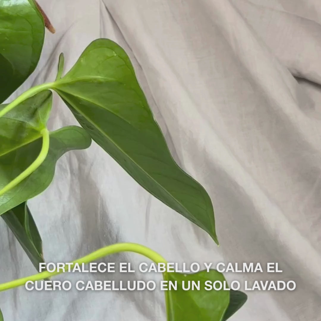 Primer plano de una mano pulsando para obtener una porción cremosa y translúcida de Hemp Shampoo en la palma, y luego masajeándola en el cabello húmedo para formar una espuma suave e hidratante que nutre, humecta y calma el cuero cabelludo.