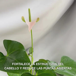 Acondicionador Vitamina B12 para cabello dañado. Efecto bond que repara y da brillo. Con Vitamina B12, Pantenol y Elaya Renova™.